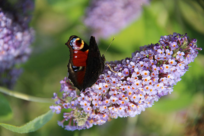 Les aspects esthétiques et la rusticité de la plante expliquent l’engouement pour le Buddleja ©A. Cadic 